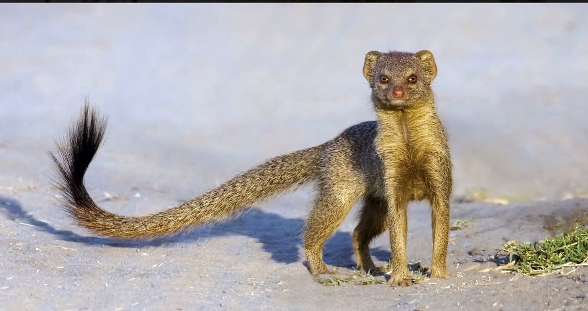 Slender Mongoose in Tanzania